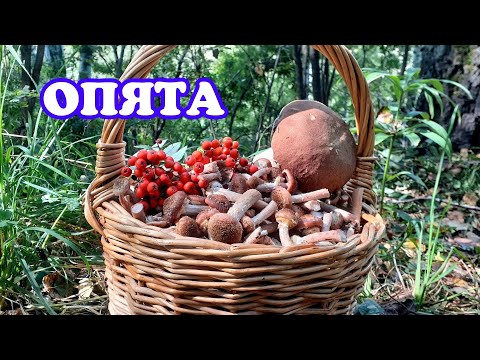 Видео: Море Опят | Дороги жесть | На УАЗе за грибами