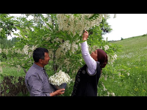 Видео: Готовим Варенье из Цветков Белой Акации