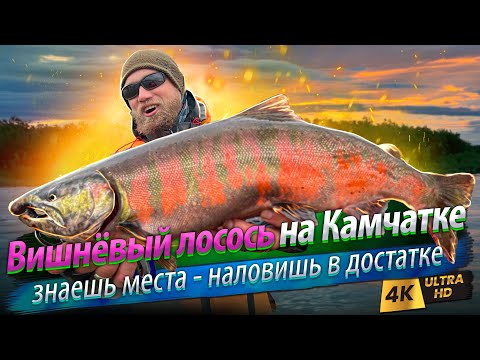 Видео: 🇷🇺 Вишнёвый лосось на Камчатке. Наловились от души!