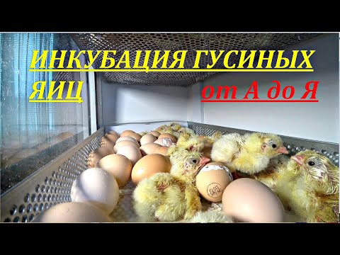 Видео: ИНКУБАЦИЯ ГУСИНЫХ ЯИЦ ОТ НАЧАЛА ДО КОНЦА