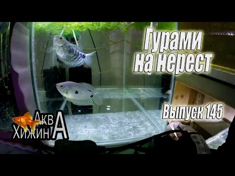 Видео: Отсадил гурами на нерест (Аква Хижина, выпуск 145)