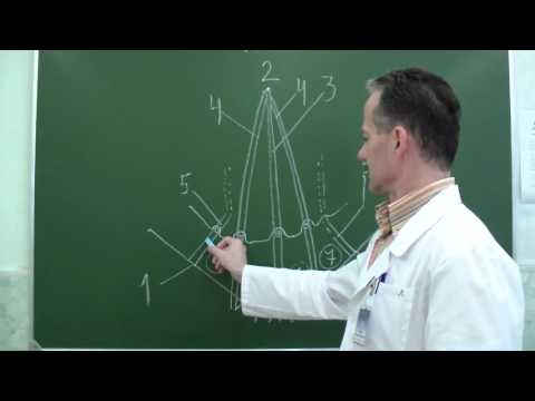 Видео: Топография паховых ямок