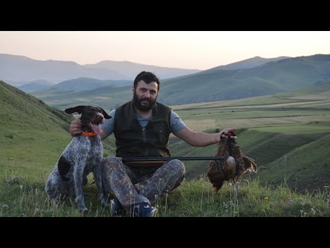 Видео: Охота на фазана в Армении / fazani vors / փասիանի որս / охота с дратхааром