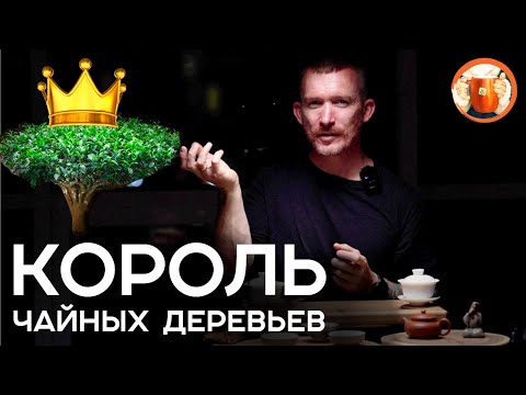 Видео: Шен пуэр Ча Шу Ван. Дегустация пуэра. Фабрика чая