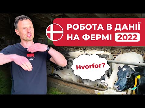 Видео: Робота в Данії на коров'ячій фермі у 2024 році / Євген Моцик