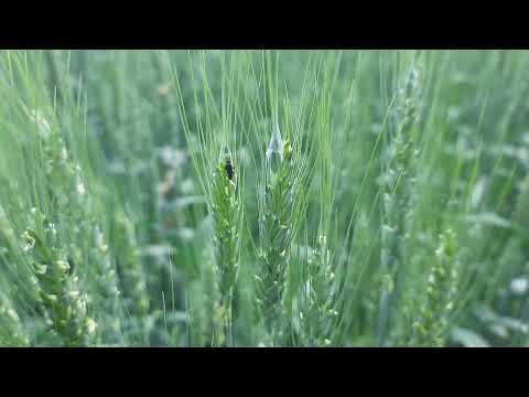 Видео: Яровая  или  Озимая пшеница..Что лучше покажет бункер .