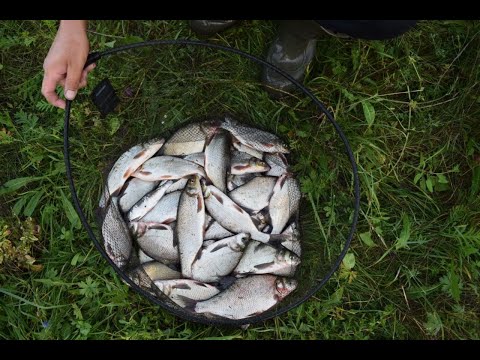 Видео: Рыбалка на Быстрой Сосне 9кг за 4 часа.