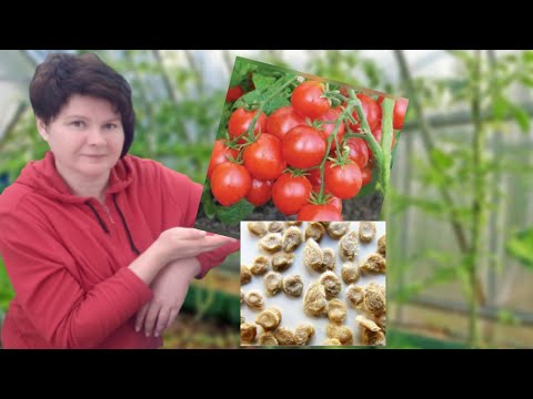 Видео: ТОМАТЫ. Сроки посева. Народная селекция.