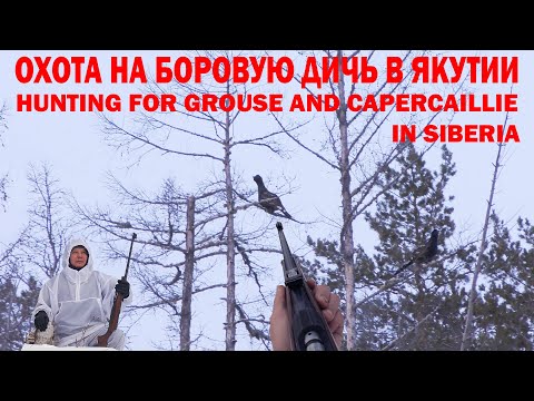 Видео: ОХОТА НА ГЛУХАРЯ, ТЕТЕРЕВА И РЯБЧИКА. ЯКУТИЯ. HUNTING FOR GROUSE AND CAPERCAILLIE. SIBERIA.