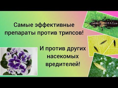 Видео: Трипс на фиалках!