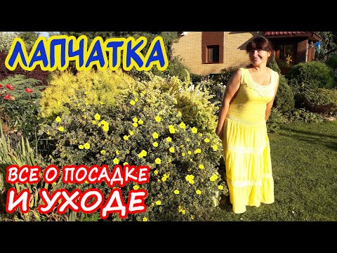 Видео: ЛАПЧАТКА (Курильский Чай) - кустарник, ЦВЕТУЩИЙ ВСЕ ЛЕТО! Посадка, уход, обрезка и ЛУЧШИЕ СОРТА.