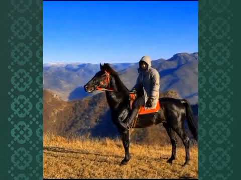Видео: Карачаевская порода лошадей