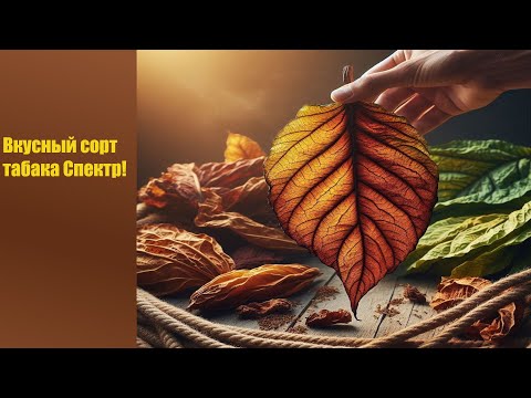 Видео: Сорт табака Спектр имеет интересный вкус