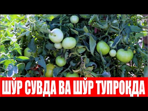 Видео: Сюзана Плюс F1: Энг оғир тупроқ-иқлим шароитларида ҳам юқори натижа (Suzana Plus F1-Sakata)