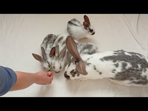 Видео: Мамашу не выдержала перегородка 😱😂