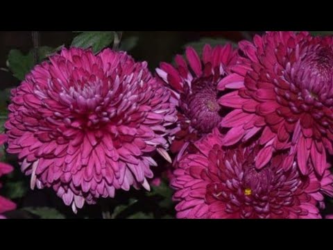 Видео: Хризантема Корейская на весну 2026 г Омск Часть 3