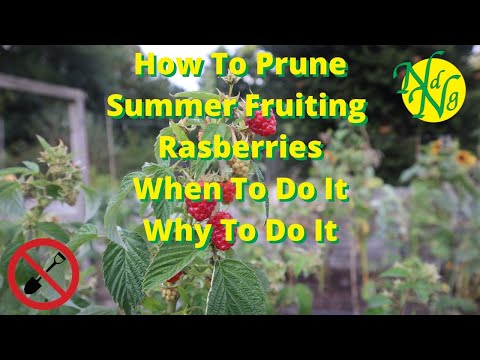 Видео: Как обрезать летнюю плодоносящую малину: когда и зачем это делать