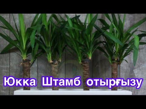 Видео: ЮККА күтімі,БАҚЫТ гүлін отырғызу,ерекшелігі#юкка уход в домашних условиях