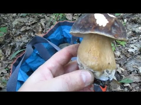 Видео: БЕЛЫЙ БУММ Дубовики МАСЛЯТА в ИЮЛЕ Моховики Сезон 2018.