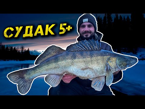 Видео: ✅ТРОФЕЙНІ СУДАКИ ВЗИМКУ! СУДАК 5+ КГ✅