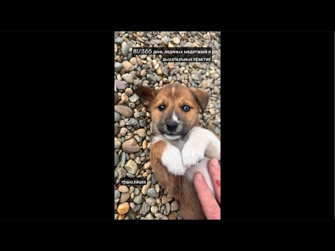 Видео: 81 день челленджа длинной в год) присоединяйтесь!) #ярило #випассана #медитация #баликавказ