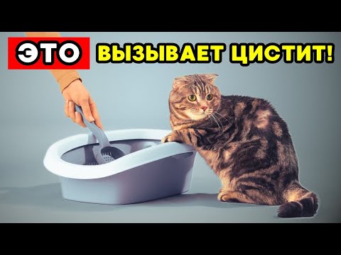 Видео: Если ты делаешь ЭТО — у твоей кошки будет МОЧЕВАЯ ИНФЕКЦИЯ!