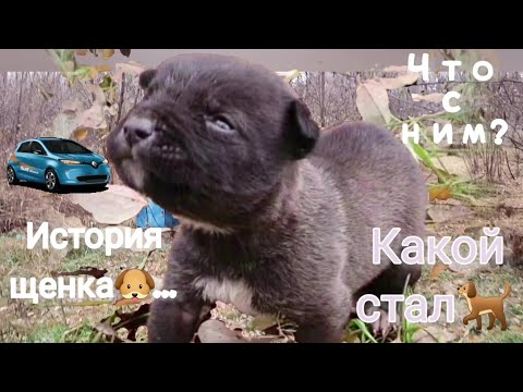 Видео: История щеночка🐶которого#Нашли в посадке😥#Повзрослел🐕❤️