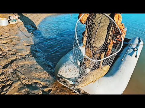 Видео: АМУРЫ на камыш , кукурузу  ТРИГОНОМЕТРИЧЕСКАЯ отметка реки ИЛЕ в норме, РЫБАЛКА река ИЛЕ  ҚАЗАҚСТАН