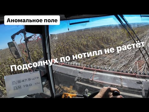 Видео: Подсолнечник по нотилл не растёт. Набор бункера.