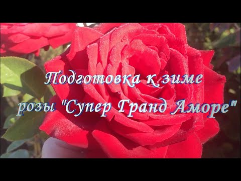 Видео: Подготовка к зиме розы Супер гранд Аморе. Питомник растений Е. Иващенко
