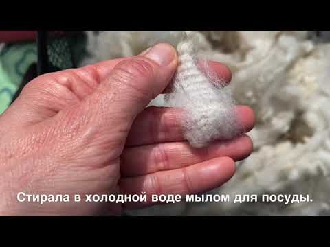 Видео: Растительный сор в шерсти