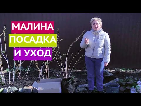 Видео: МАЛИНА: ТОНКОСТИ ПОСАДКИ И СЕКРЕТЫ УХОДА!