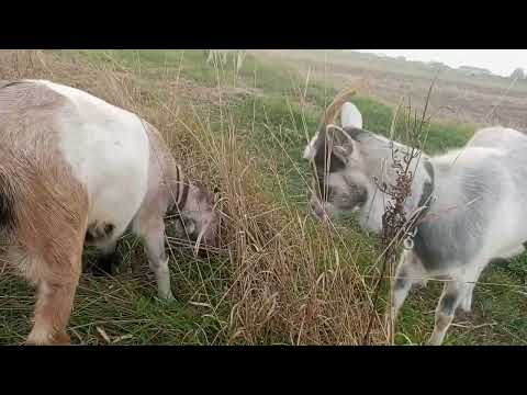 Видео: Які в нас новини 