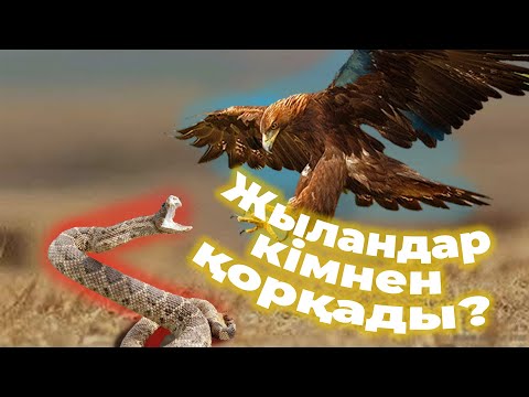 Видео: НЕГЕ ҚЫТАЙЛЫҚТАР ЖЫЛАН ЖЕЙДІ? / ЖЫЛАН ЖЕЙТІН ЖАНУАРЛАР
