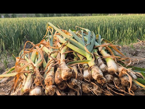 Видео: Саримсоқ пиёз  ( Чеснок ) томир касаллиги хақида  #bobodexqonlar