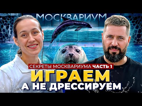 Видео: КАК ТРЕНИРУЮТ ДЕЛЬФИНОВ И НЕРП в Москвариуме: секреты тренеров, уникальные методики и трюки животных