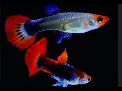 Видео: ПРИЕХАЛИ НОВЫЕ ГУППИ . 3 ДНЯ НЕ КУШАЛИ.