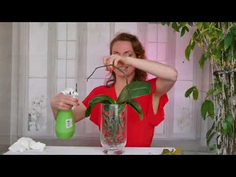 Видео: Орхидея 🌸 в вазе, мои манипуляции на примере Белой львицы 🦁 ✨