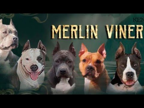 Видео: С какими документами рассматривать щенка: РКФ, Скор, Добрый Мир, ABKC? Почему разные цены?