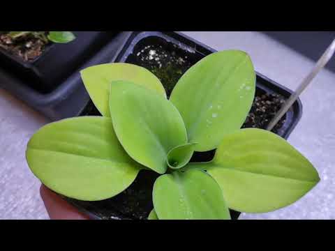 Видео: ХОСТА ИЗ СЕМЯН... Обзор сеянцев в пять месяце....#хоста #hosta #изсемян #seedling#обзор #хоста