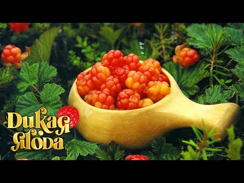 Видео: Морошка. По тайным тропам собирателей солнечной ягоды. Дикая ягода