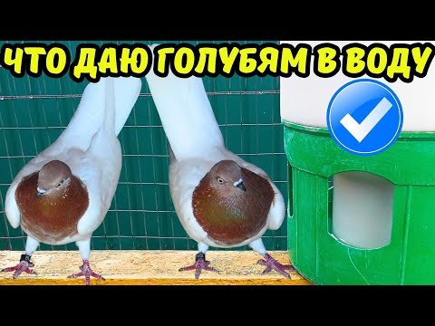 Видео: История про "СОХНУЩЕГО" Голубёнка - 100% поможет кому то ✅😍