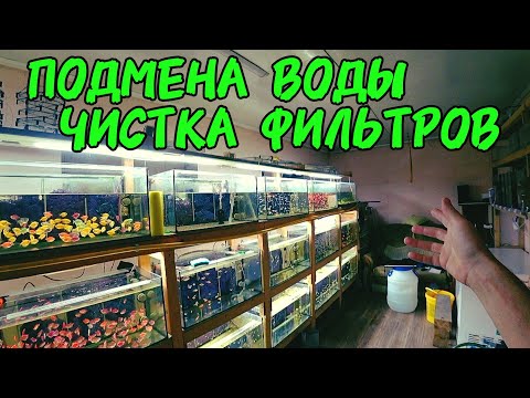 Видео: Подменил воду, забрал рыбку с нересовиков. Личинка Петушка и Платинового Барбуса