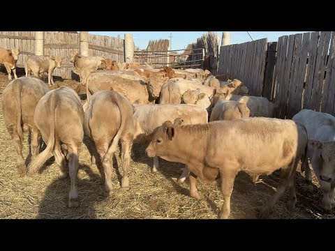 Видео: Отбивка Бычков на откорм