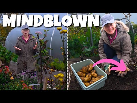 Видео: Я вырастил самый большой картофель, который когда-либо видел | Октябрьское садоводство