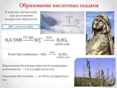 Видео: Биогенный цикл серы
