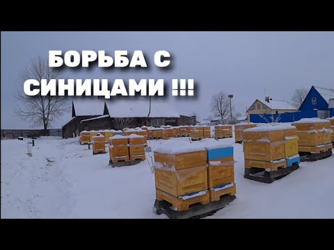 Видео: Борьба с синицами на пасеке