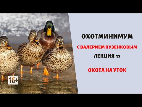 Видео: Охотминимум. Лекция 17. Охота на уток