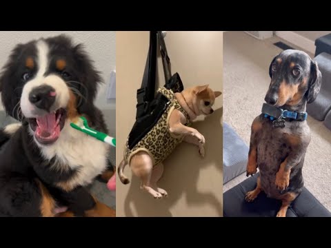 Видео: Собаки, которые заставляют всех смеяться 😂 Самые смешные моменты с собаками 2025 года