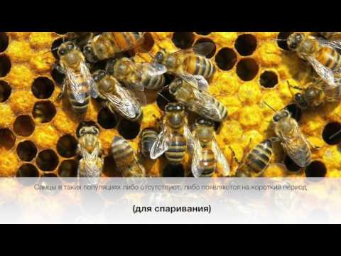 Видео: Экология. Часть 2. Популяция